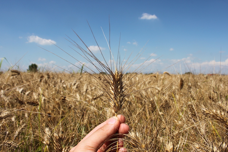 il blog dell'agronomo