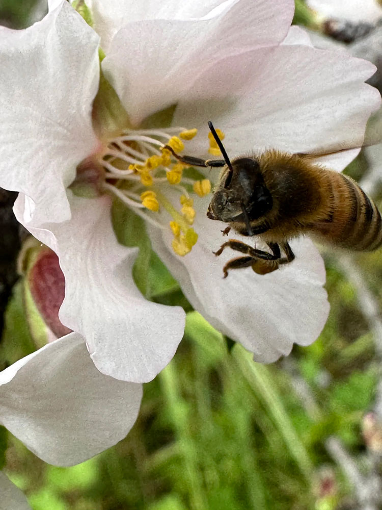 tempo di impollinare